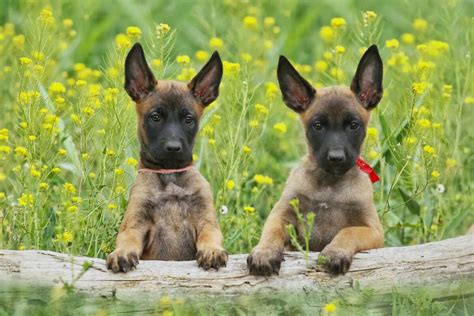 belgian malinois worth|belgian malinois price guide.